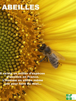 photo d'abeille
