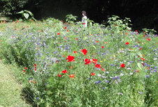 prairie fleurie à Labège en juillet